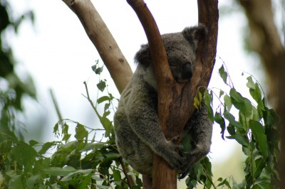 koalaa.jpg