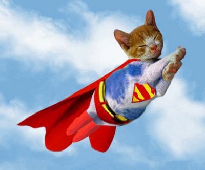 supercat.jpg
