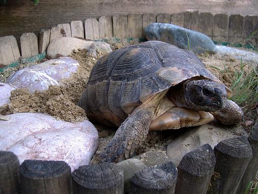 Marginata_2.JPG