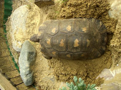 Marginata1_1.JPG