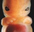 embryo-8wo.JPG