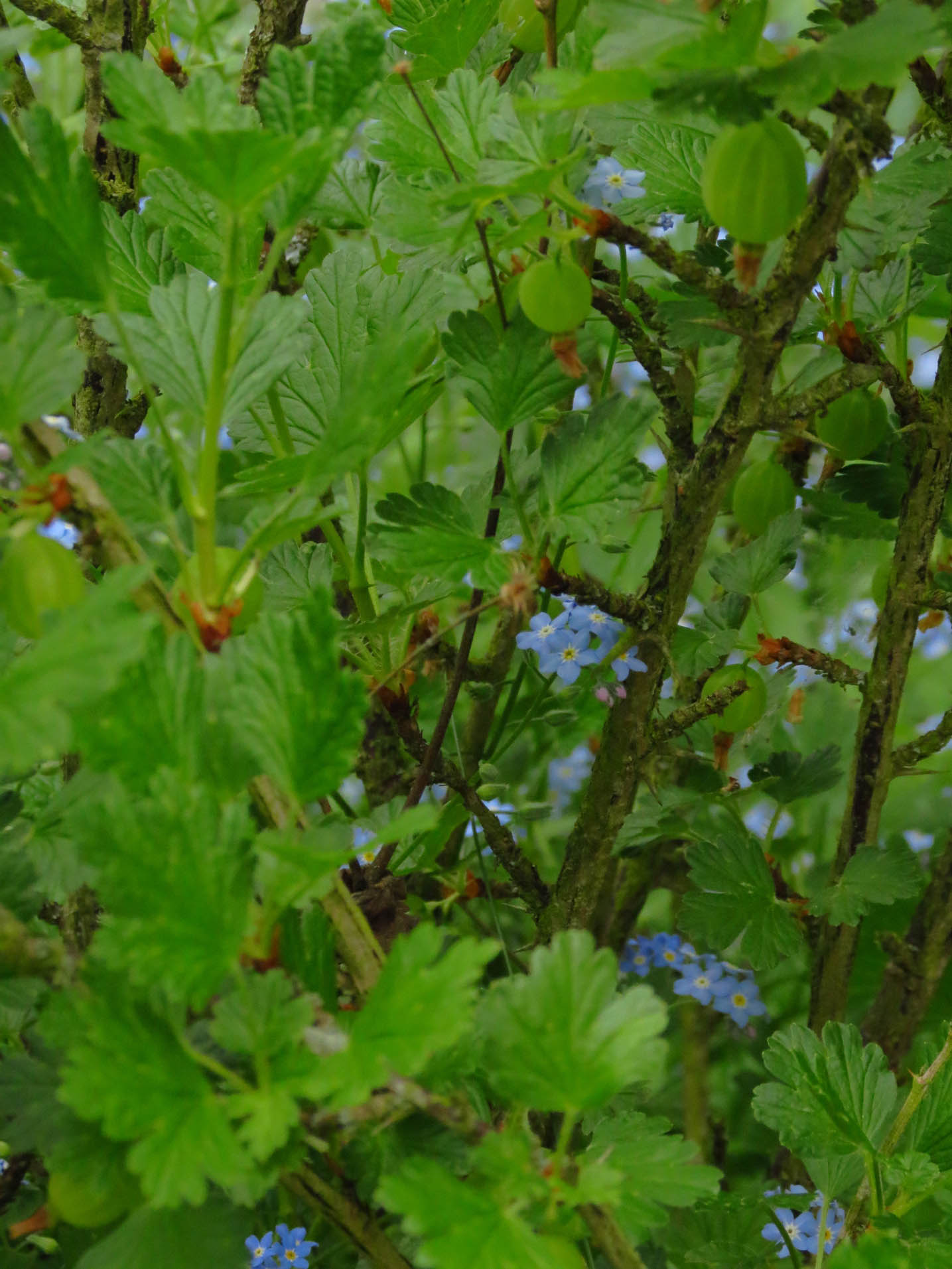 vergissmeinnicht_hinter_stachelbeeren.jpg