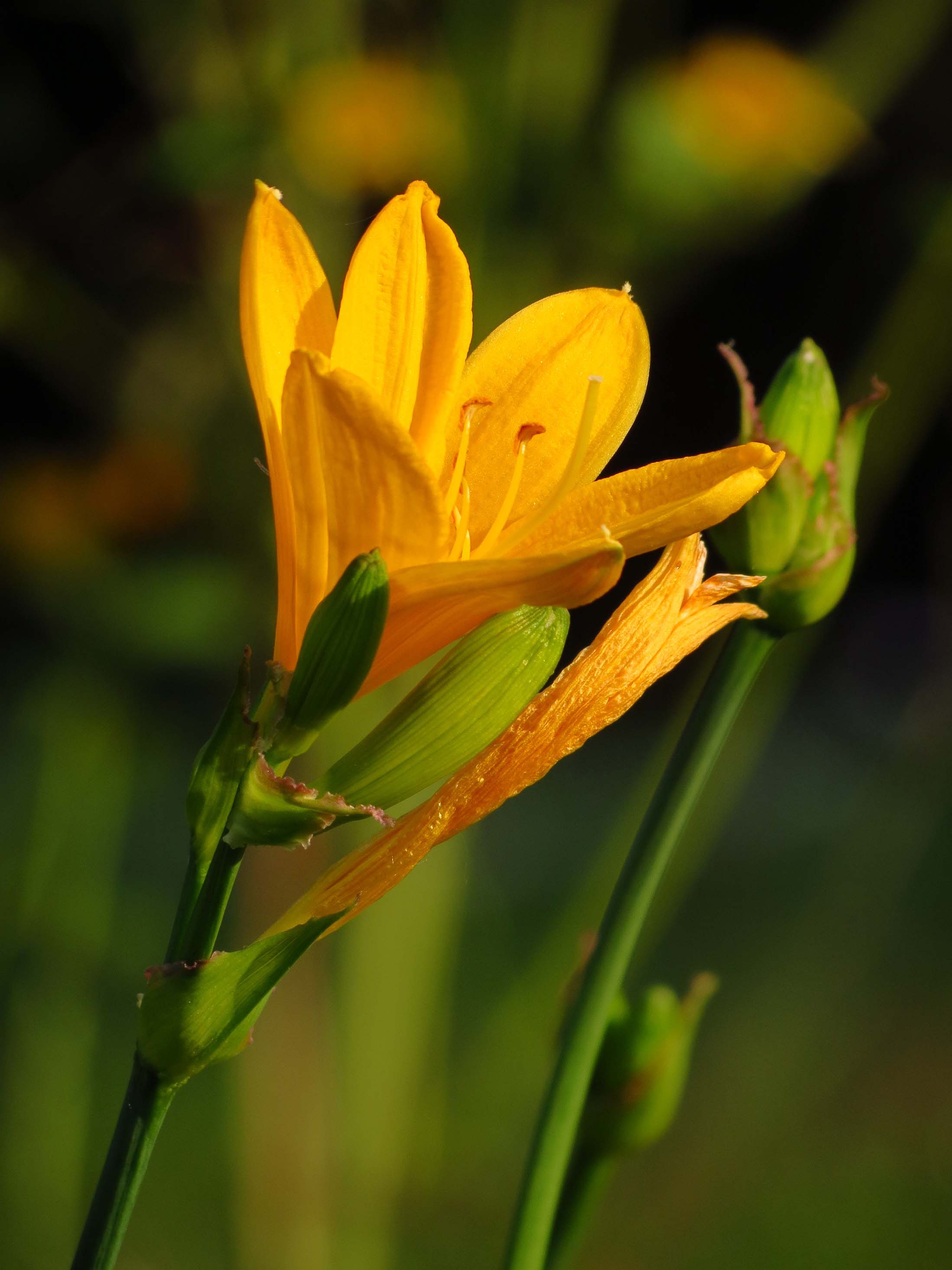 iris_-_gelbe_schwertlilie_ii.jpg