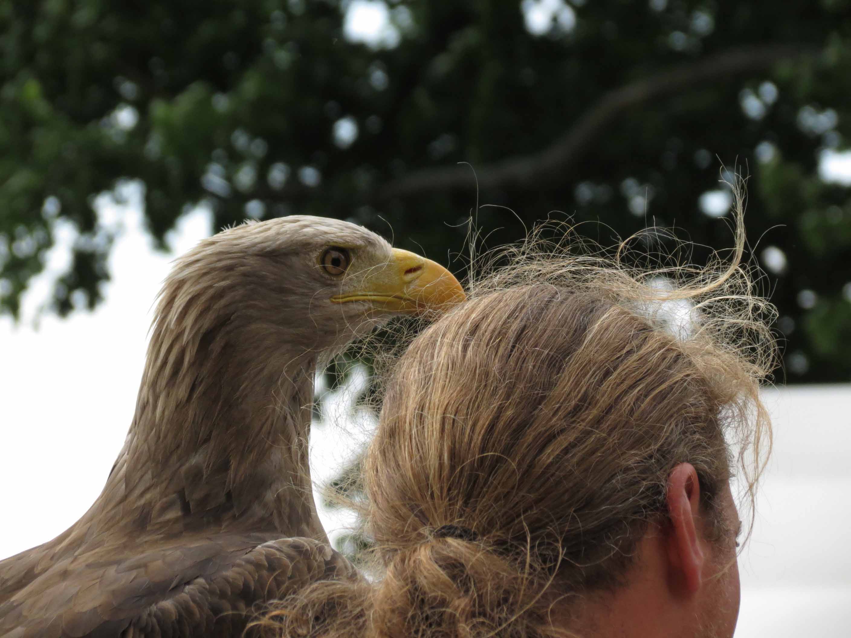 adler_im_burghof_ii.jpg