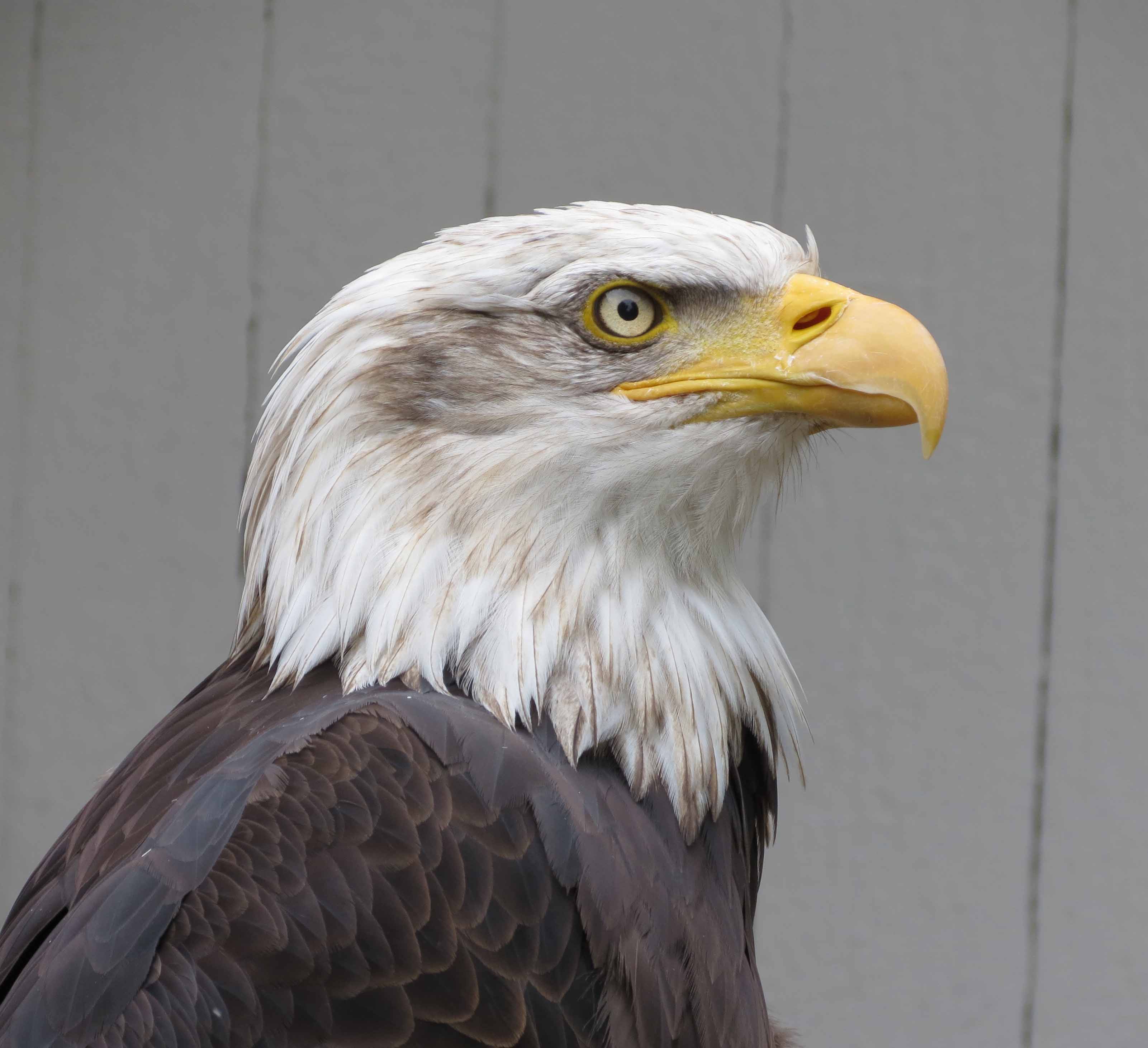 weisskopf-seeadler.jpg