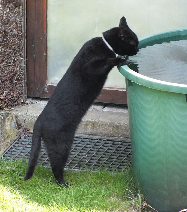 hungrige_katze_findet_nichts_zu_fressen.jpg