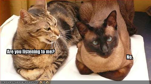 funny-pictures-two-cats-bicker.jpg