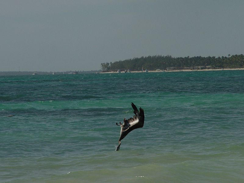 wasservogel.jpg