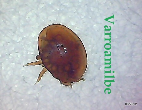 varroa.jpg