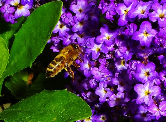 p1020127.jpg