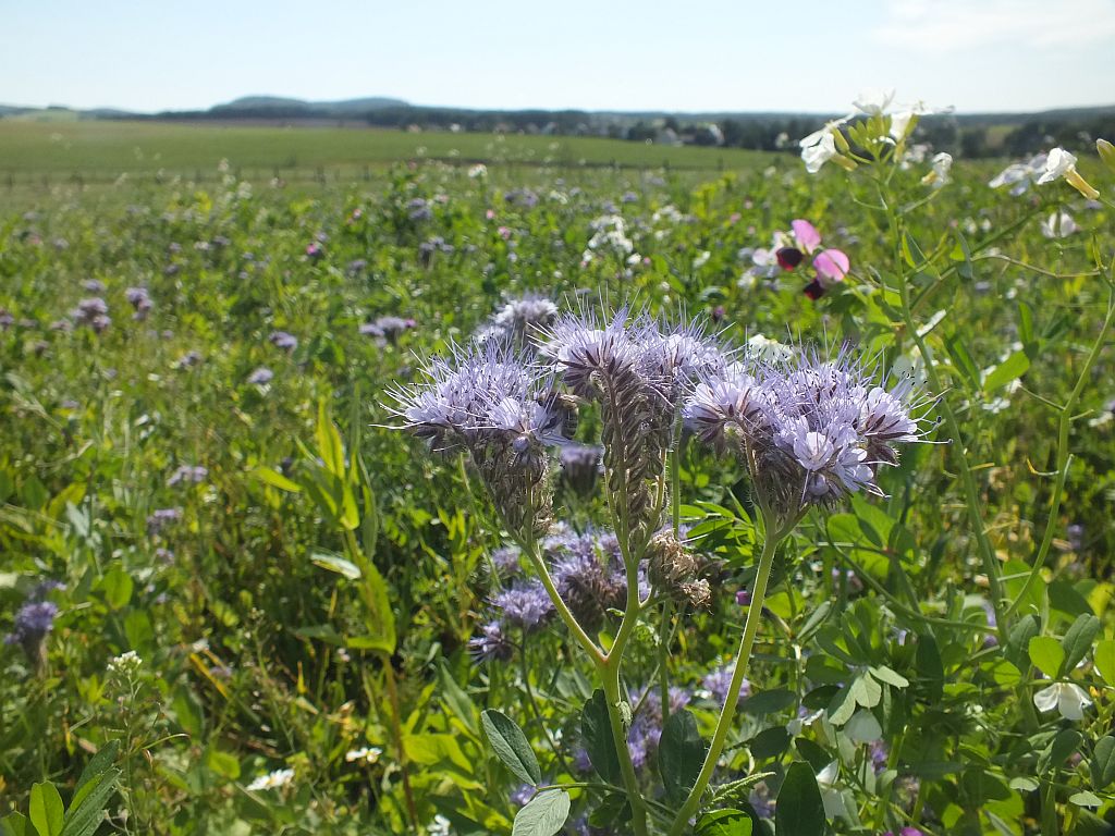 bienenweide.jpg