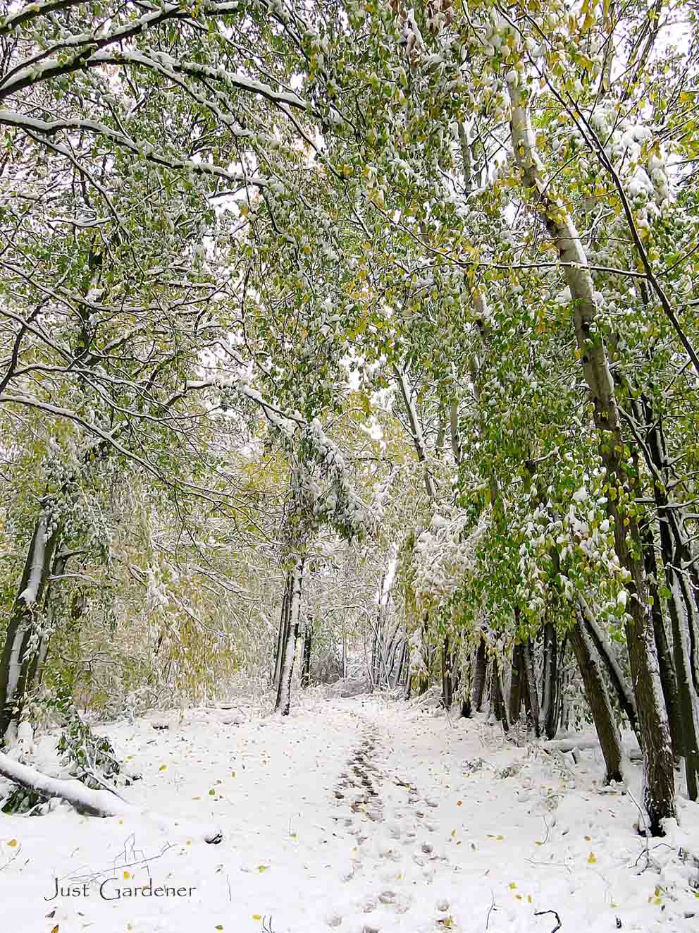 waldweg.jpg