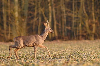 320px-chevreuil(brocard)-haye_sylvain.jpg