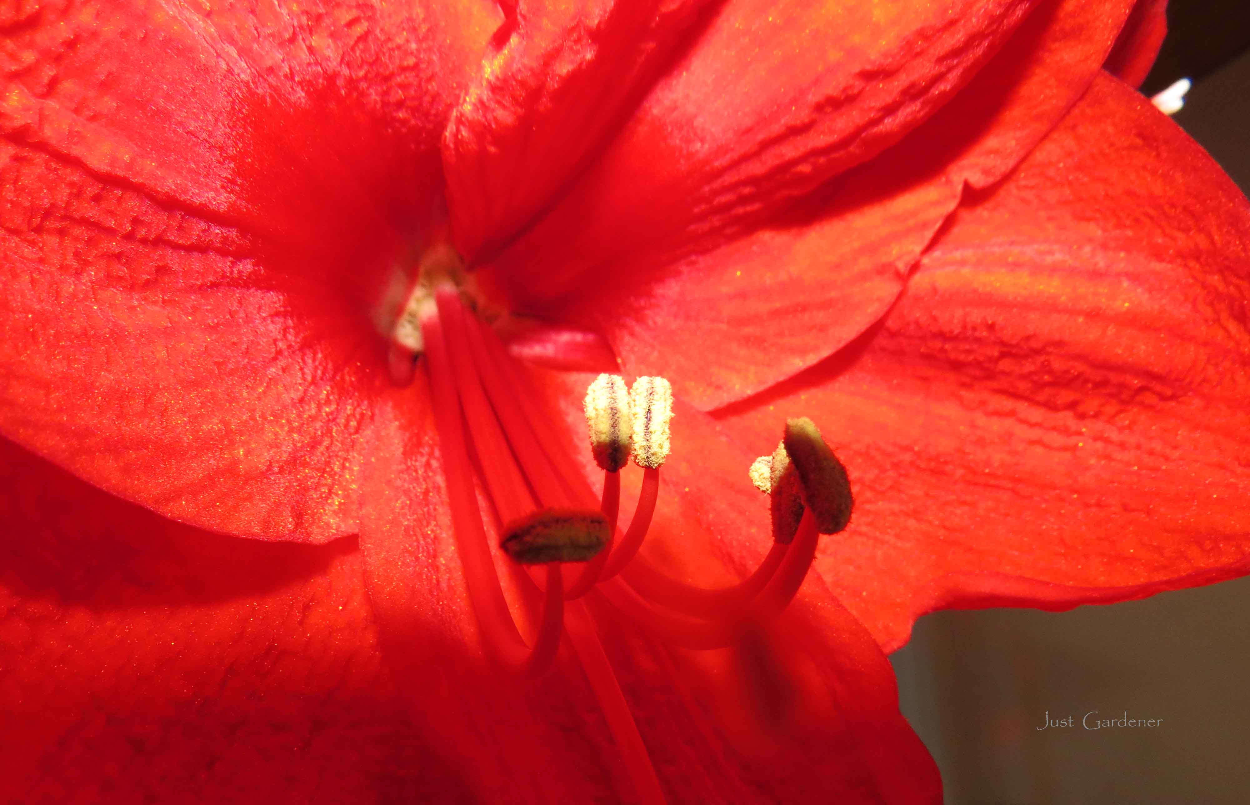 19_amaryllis_02_kopie.jpg