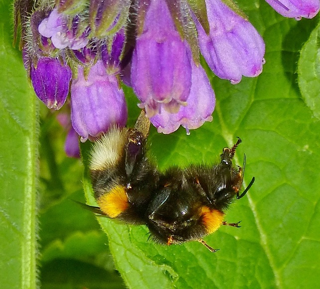 haende_hoch__erdhummel_dunkel.jpg