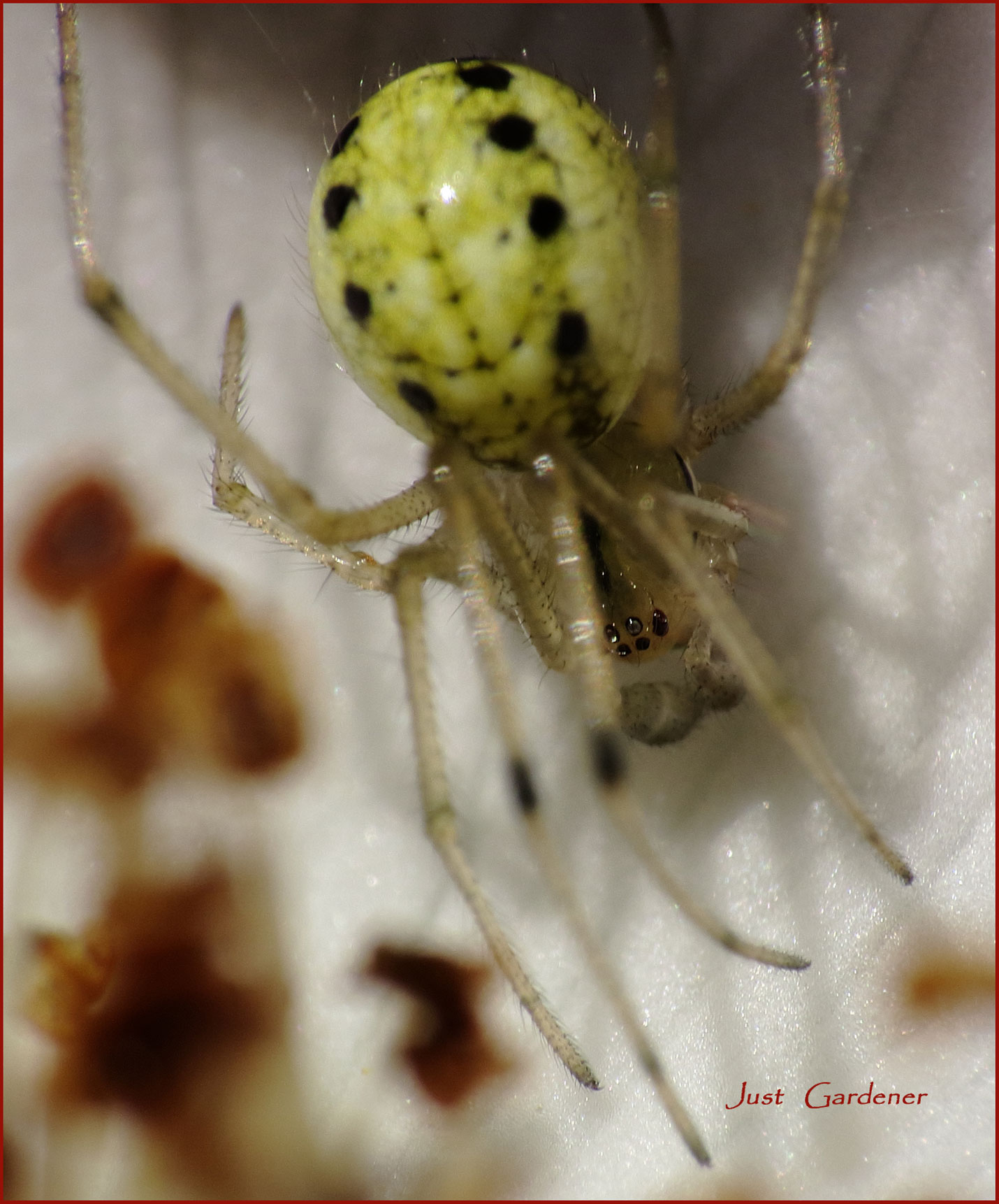 spinne-an-heckenrose-01.jpg
