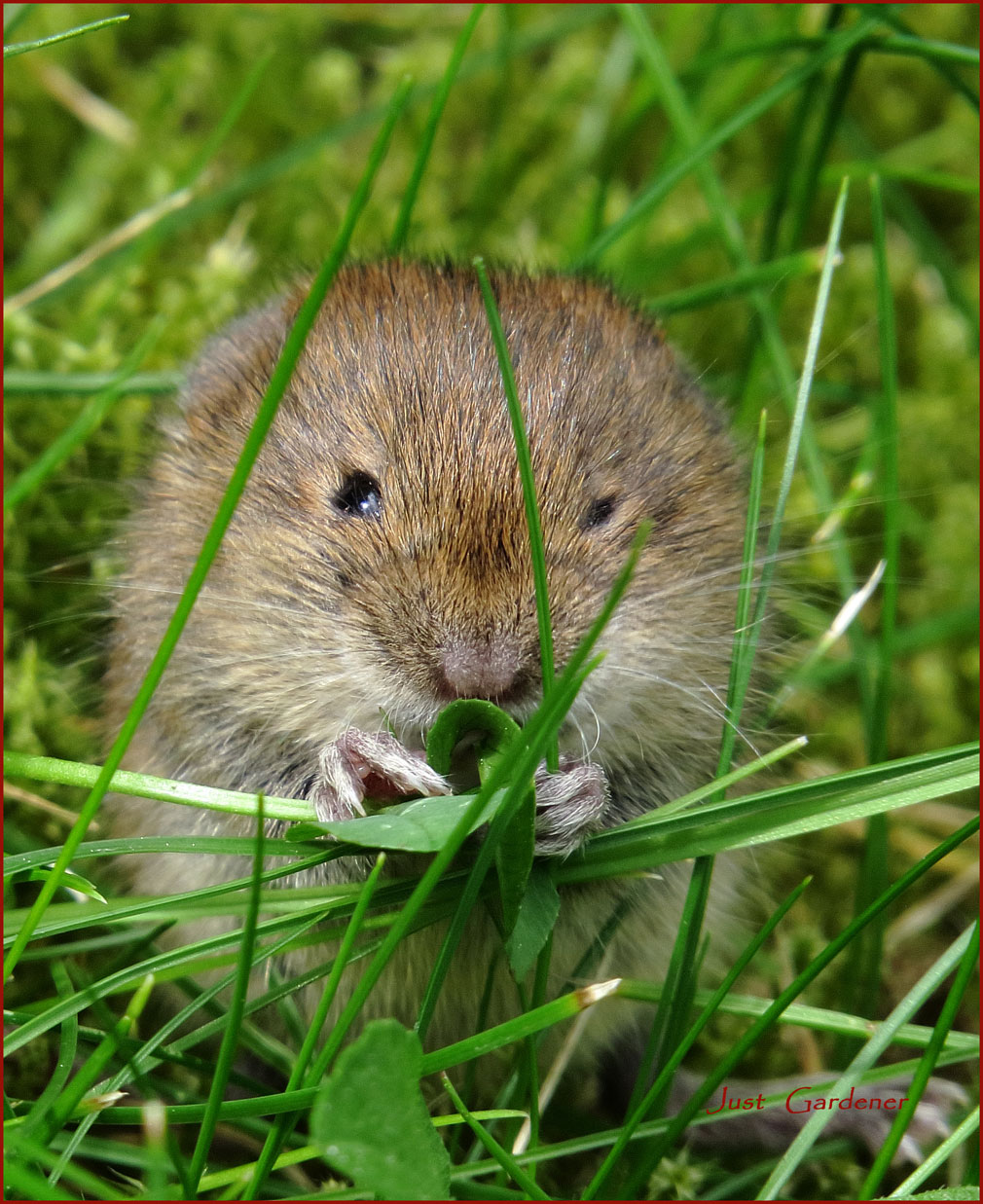 mahlzeit-mit-maus.jpg