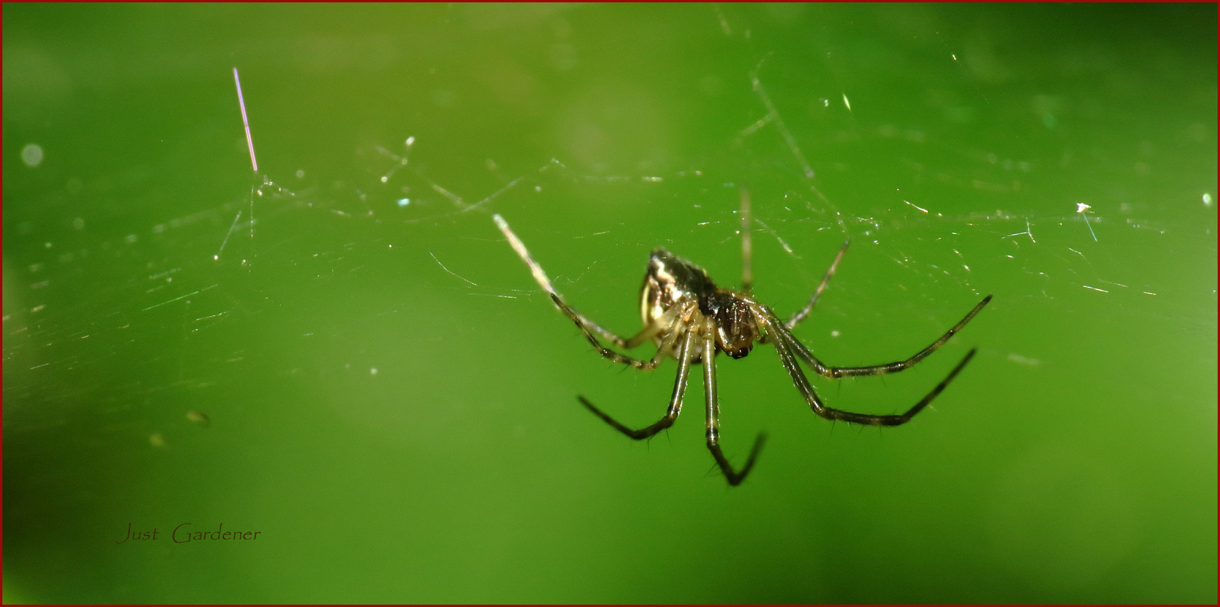 001-spinne.jpg