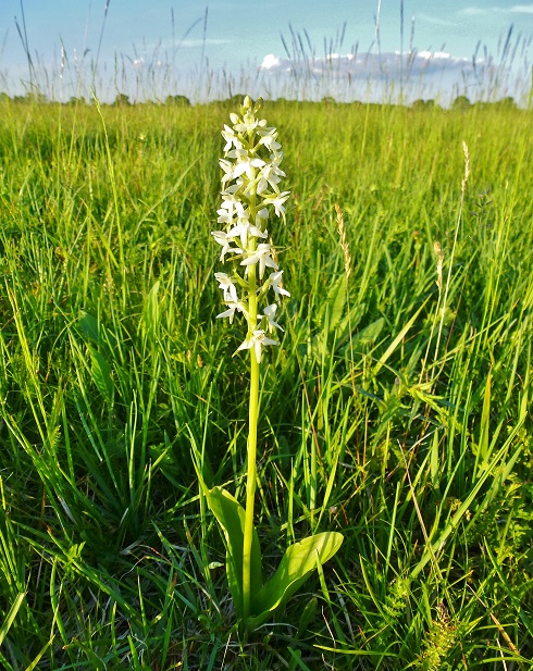 waldhyazinthe_weiss_01.jpg