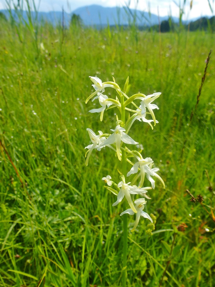 waldhyazinthe_weiss_04.jpg