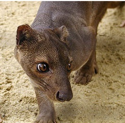 fossa_schleichkatze.jpg