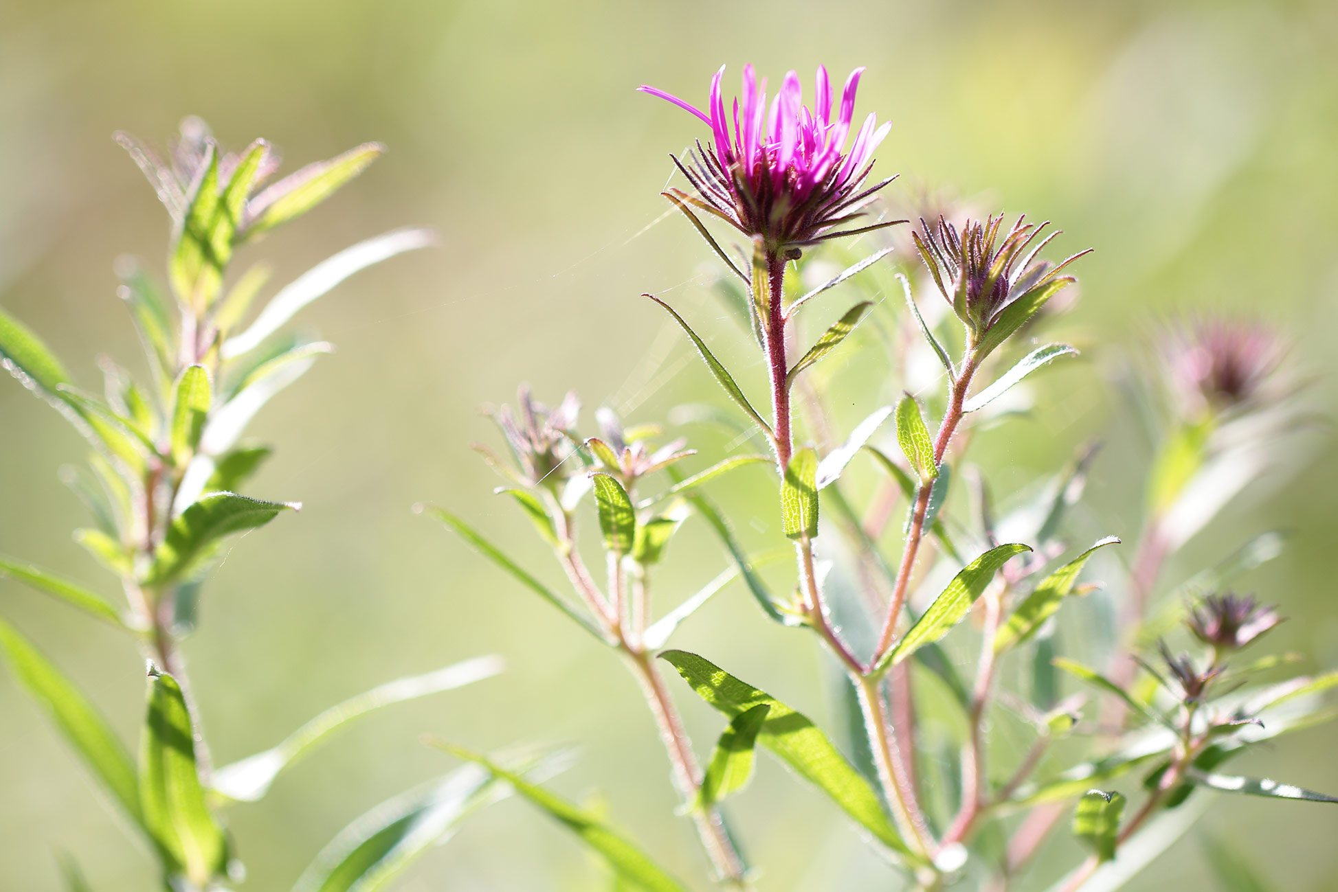 blumen-fuer-risky.jpg