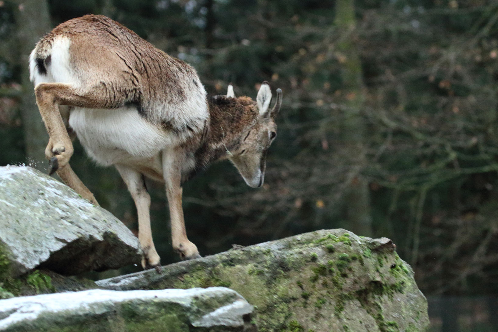 001-wildtierpark-pforzheim-.jpg