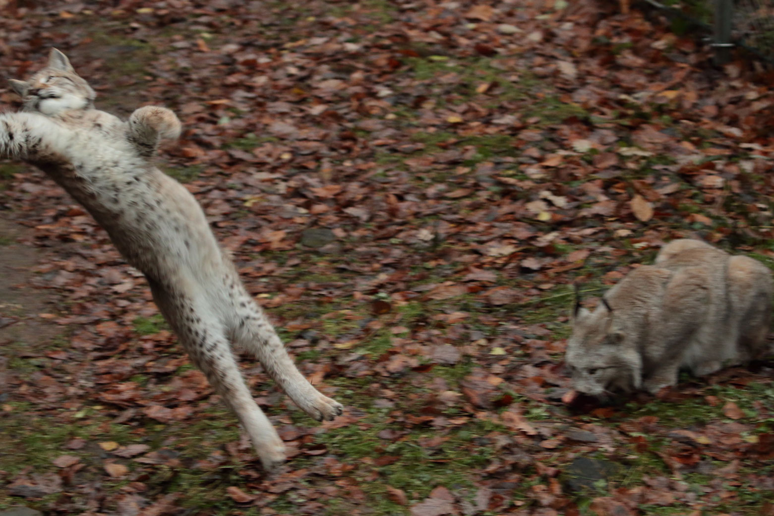 001-luchs-26.jpg