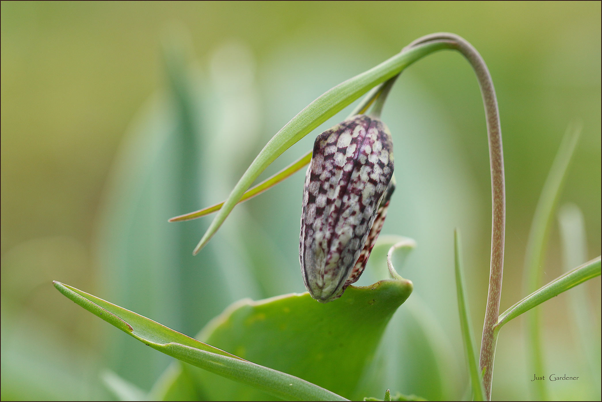 schachbrettblume.jpg