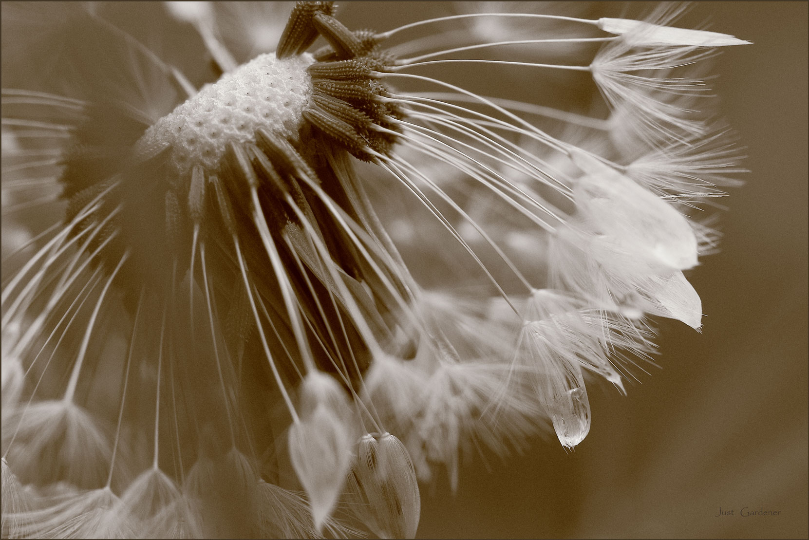 pusteblume-v-sepia.jpg