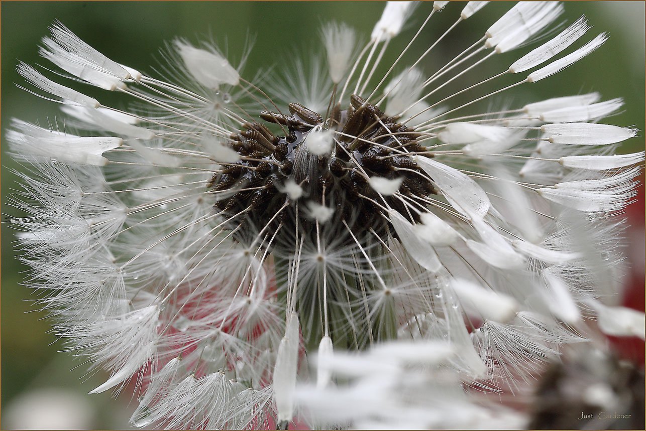 pusteblume-via.jpg