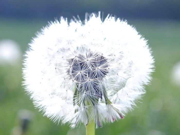 pusteblume.jpg