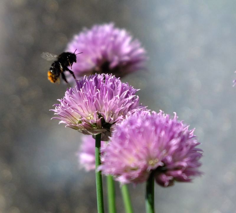 schnittlauch_hummel.jpg