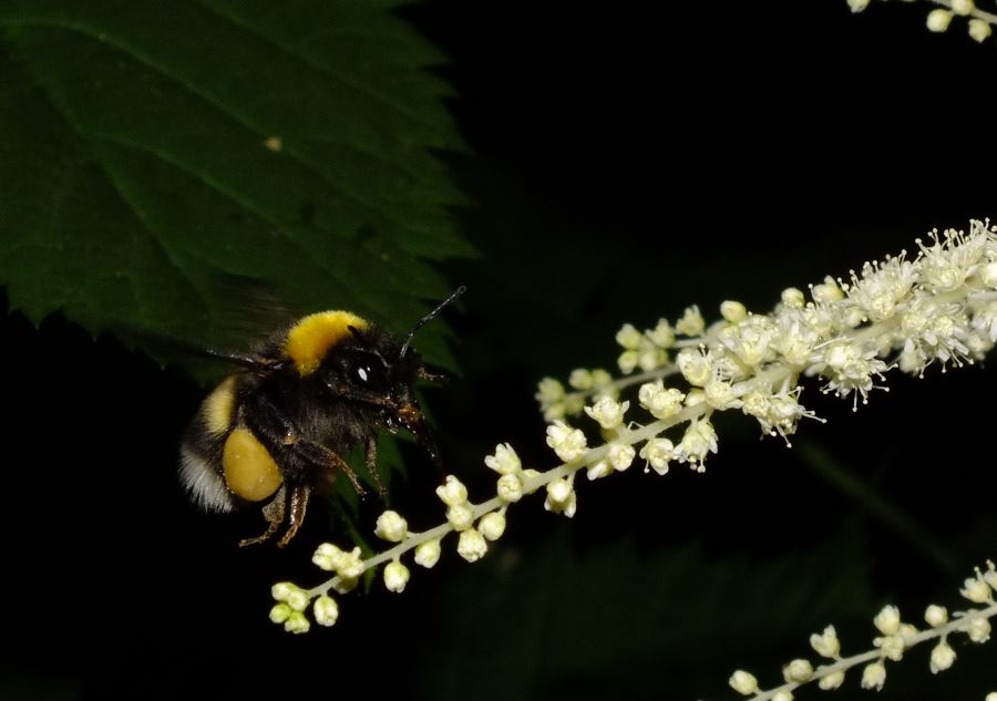 hummel_im_geissbart.jpg