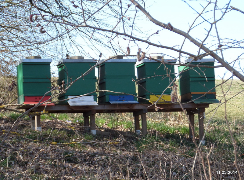 bienen_14e.jpg