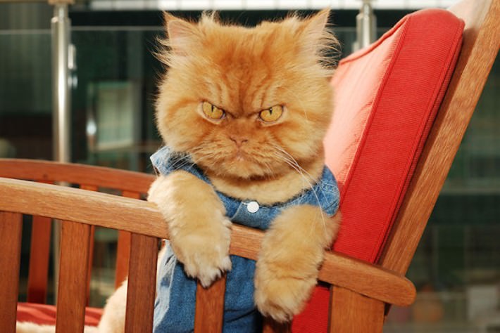 garfi-evil-grumpy-persian-cat-12__700-710x474.jpg