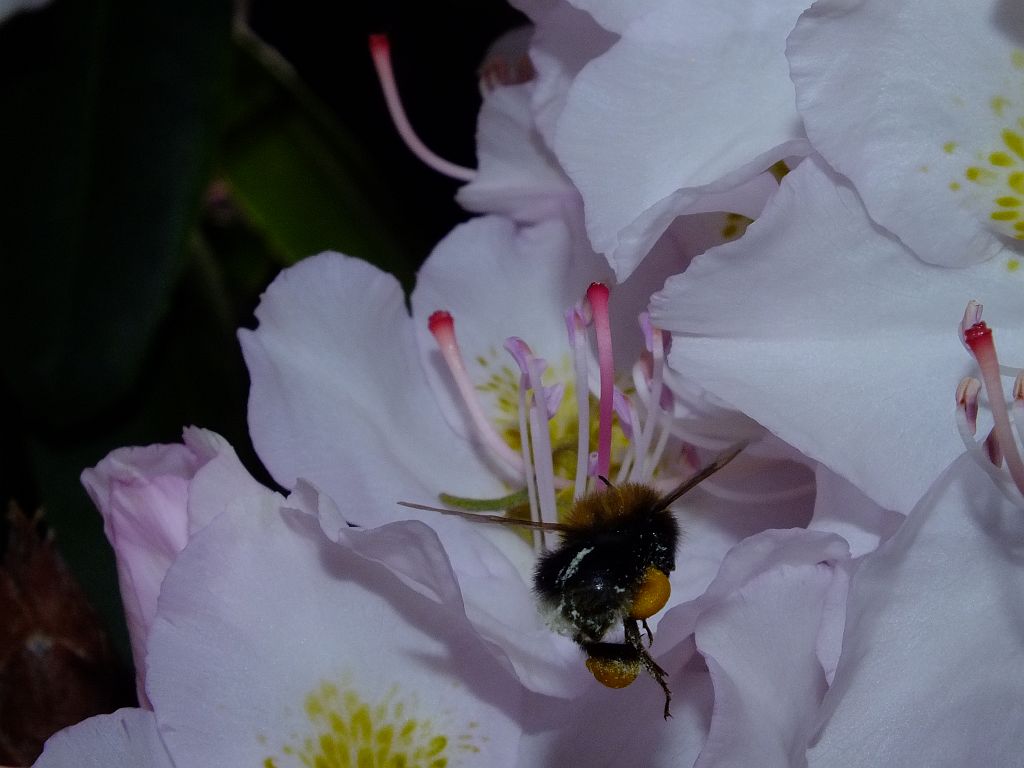 hummel_in_rhodo.jpg