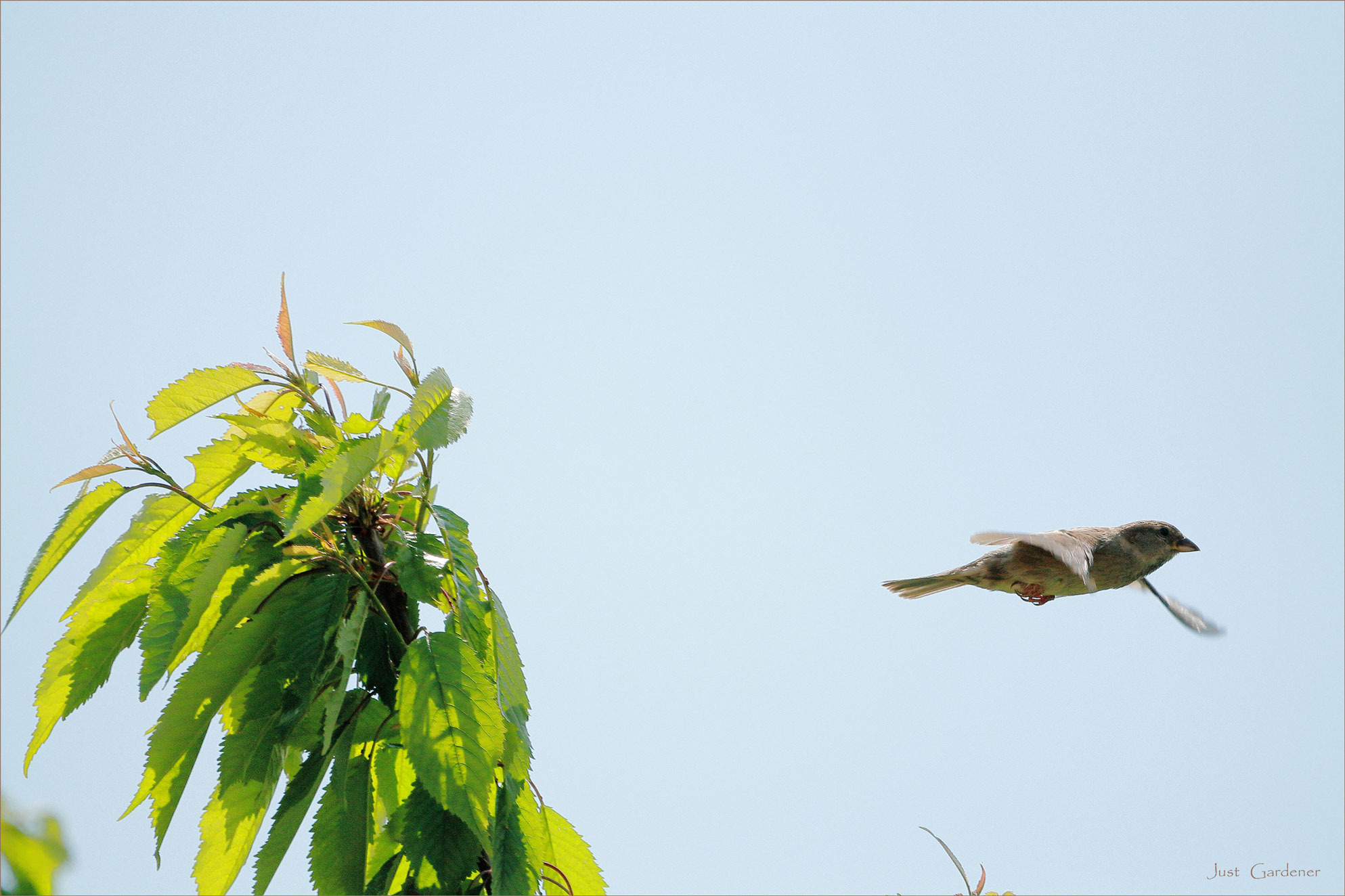 spatz-im-abflug.jpg