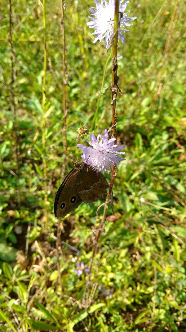 wald09.jpg