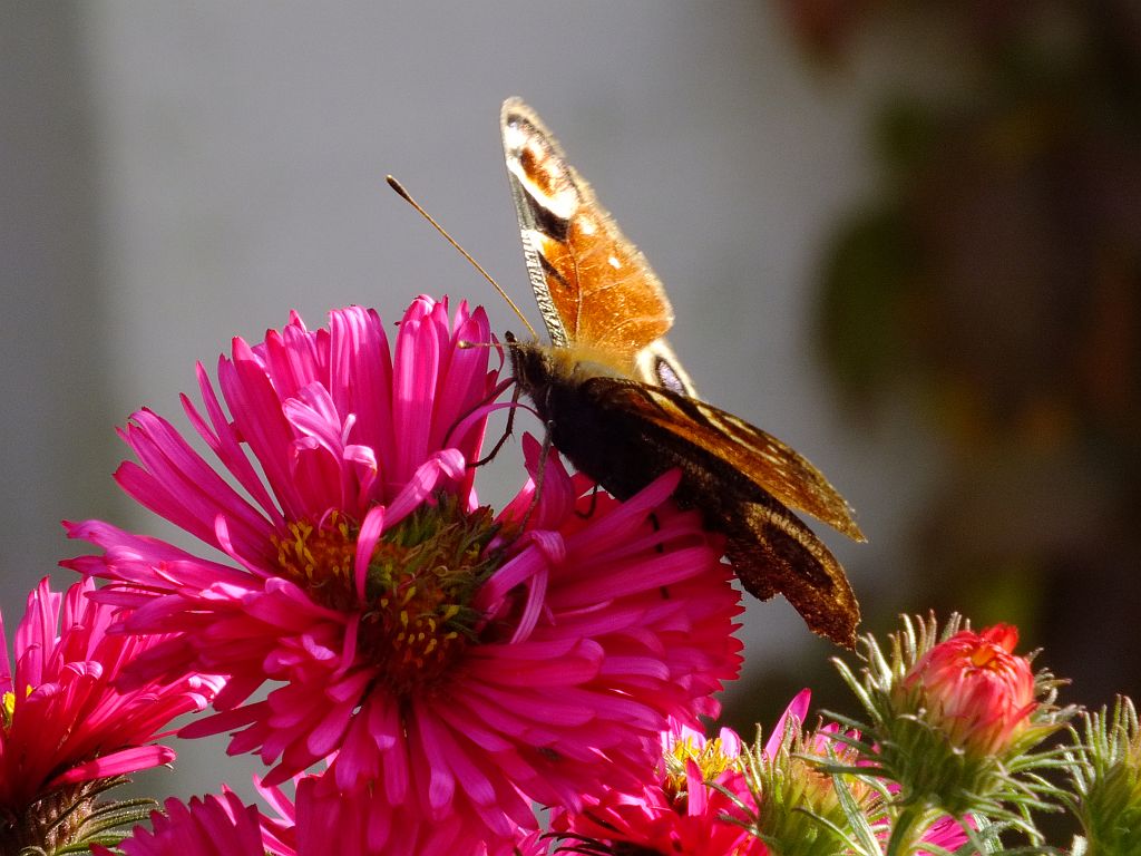 blumenschmetterling.jpg