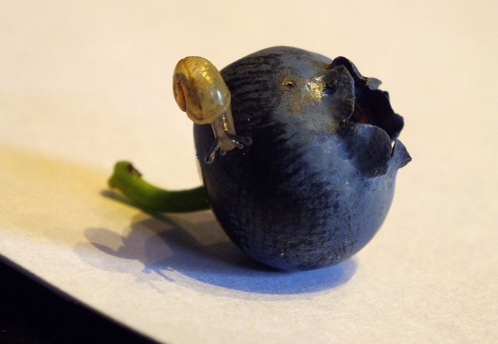 schnecke_auf_blaubeere01.jpg