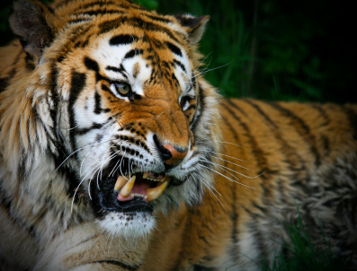 tiger-attack_1_.jpg