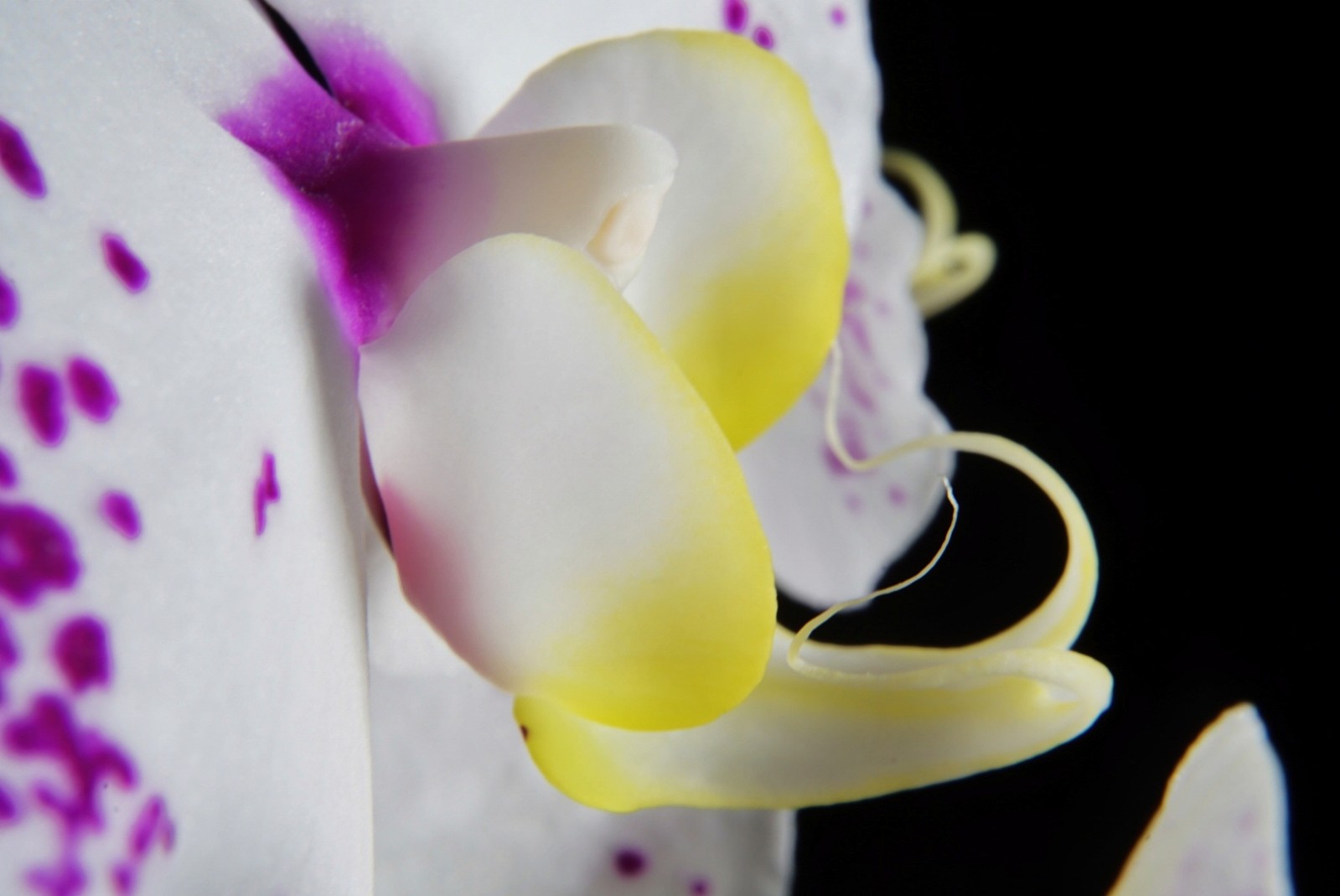 orchidee_2021.jpeg