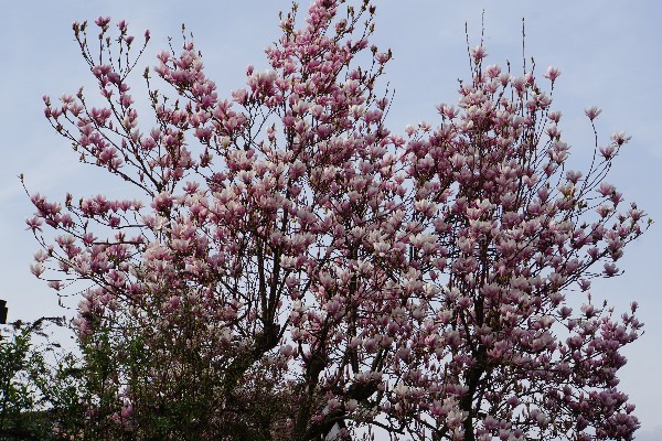 magnolienbaum__m__rz_2024.jpg