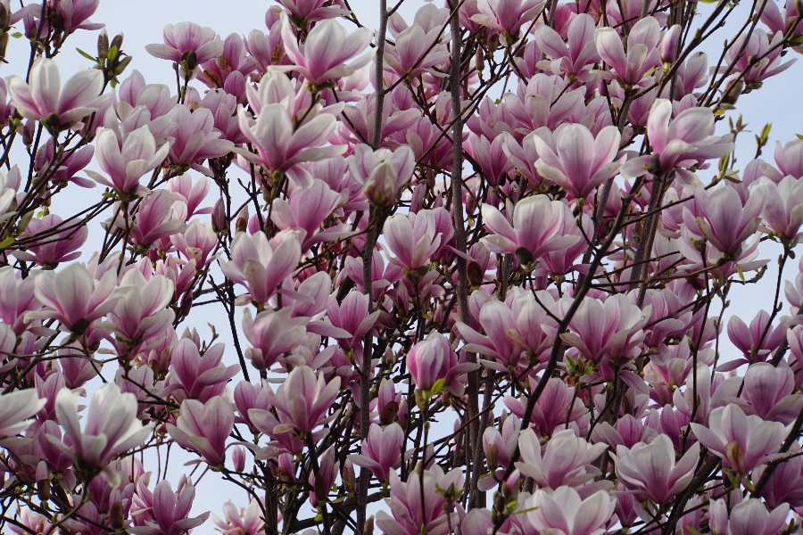 magnolienast__m__rz_2024_1.jpg
