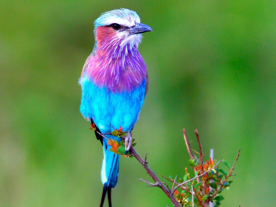 lilac_20breasted_20roller__20africa--.jpg