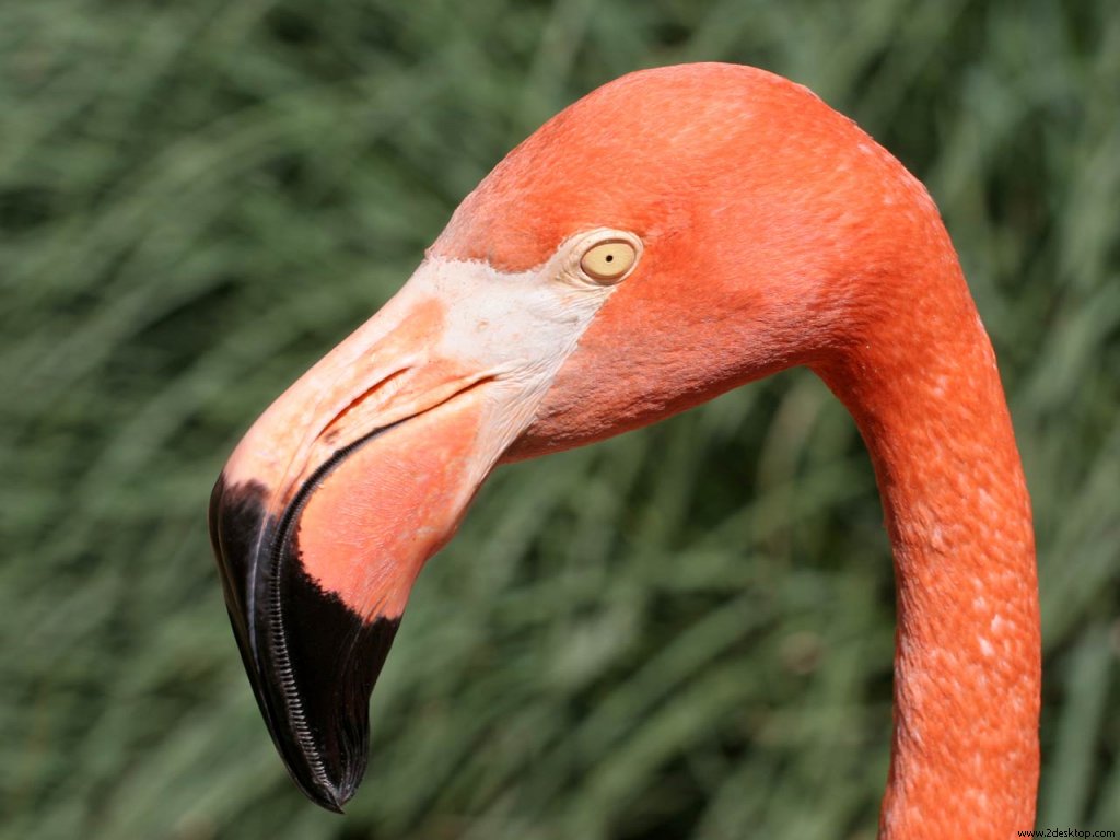 orange_flamingo_head_beak_6961_1024_768.jpg