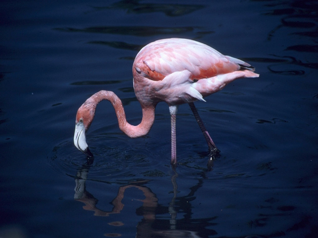 flamingos-012.jpg