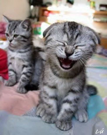 laughing_cat_jpg.jpg