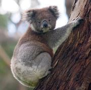 180px-Koala_climbing_tree.jpg